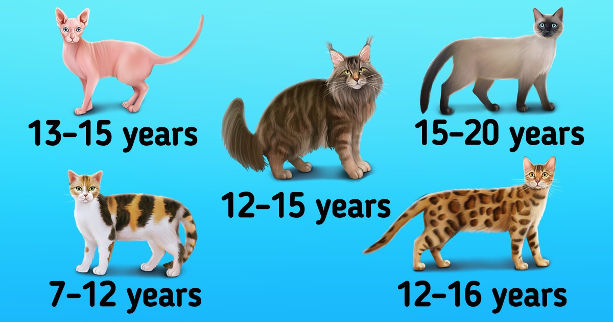 How Long Cats of Different Breeds Live
