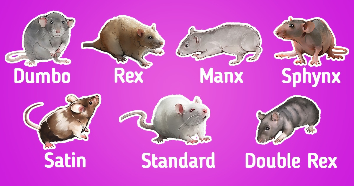 Types of Pet Rat Breeds