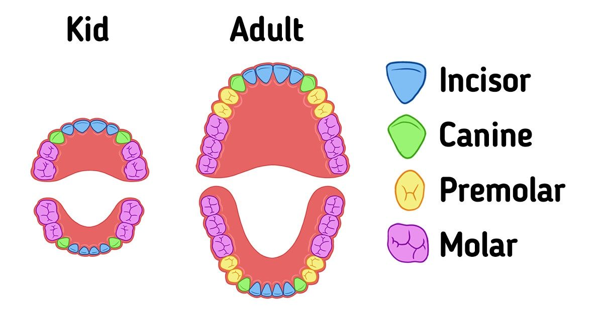 Human Teeth: Explained by Type