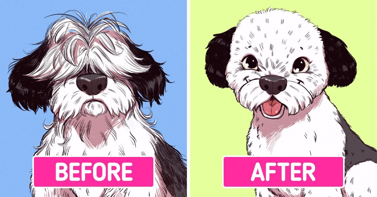 How to Groom a Dog at Home