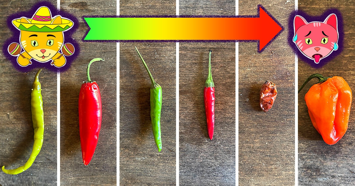 How to Use Chili Peppers Like a Pro