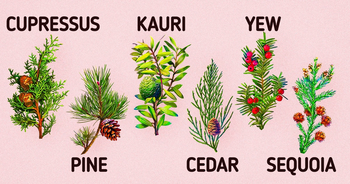 The Types of Conifers There Are