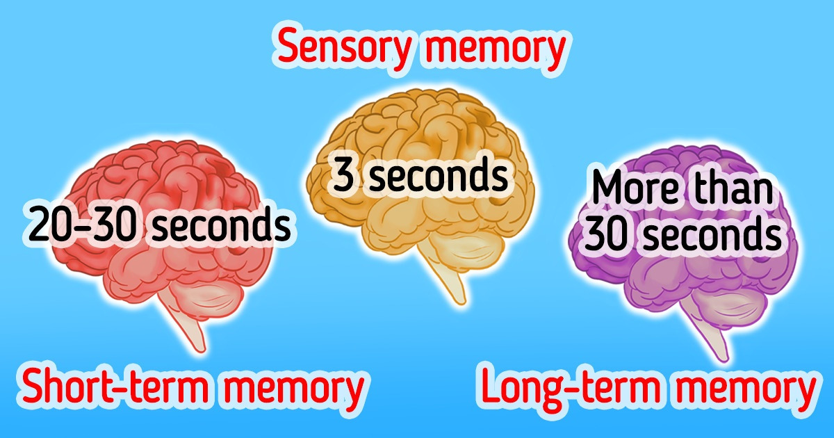 A Simple Definition Of Sensory Short Term And Long Term Memory 5 Minute Crafts 