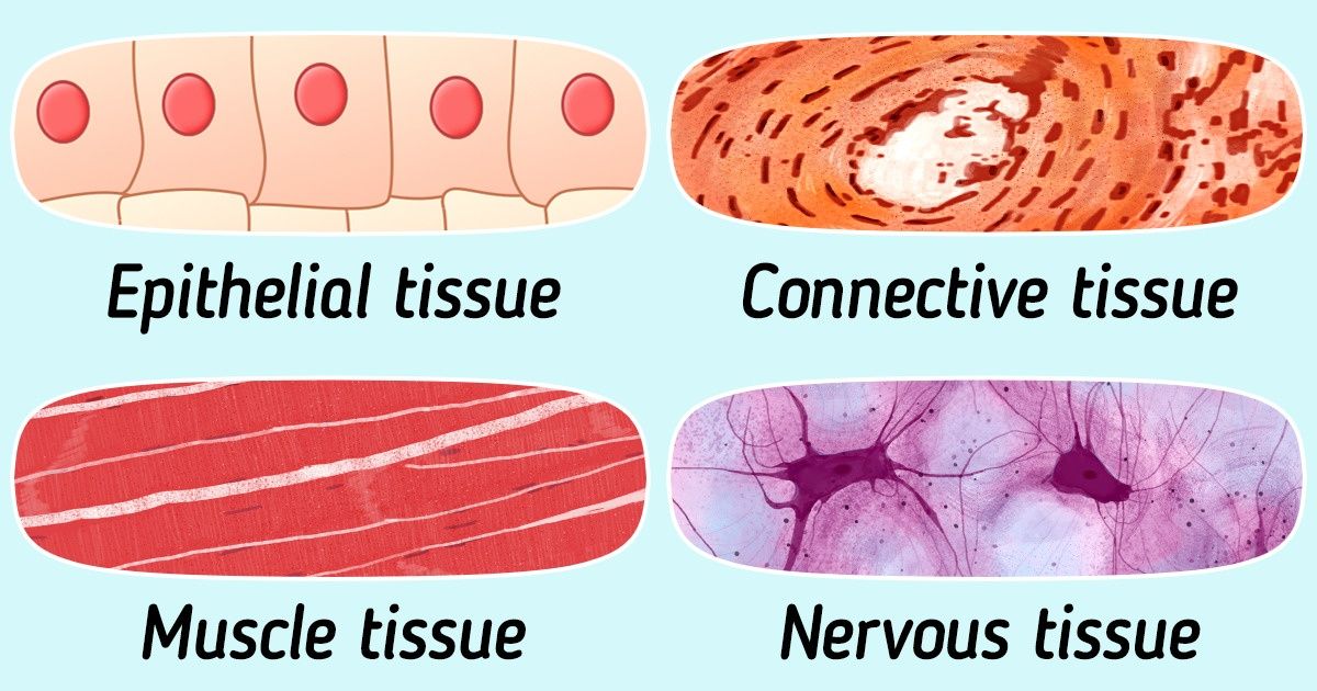 What Types of Tissue There Are in the Human Body / 5-Minute Crafts