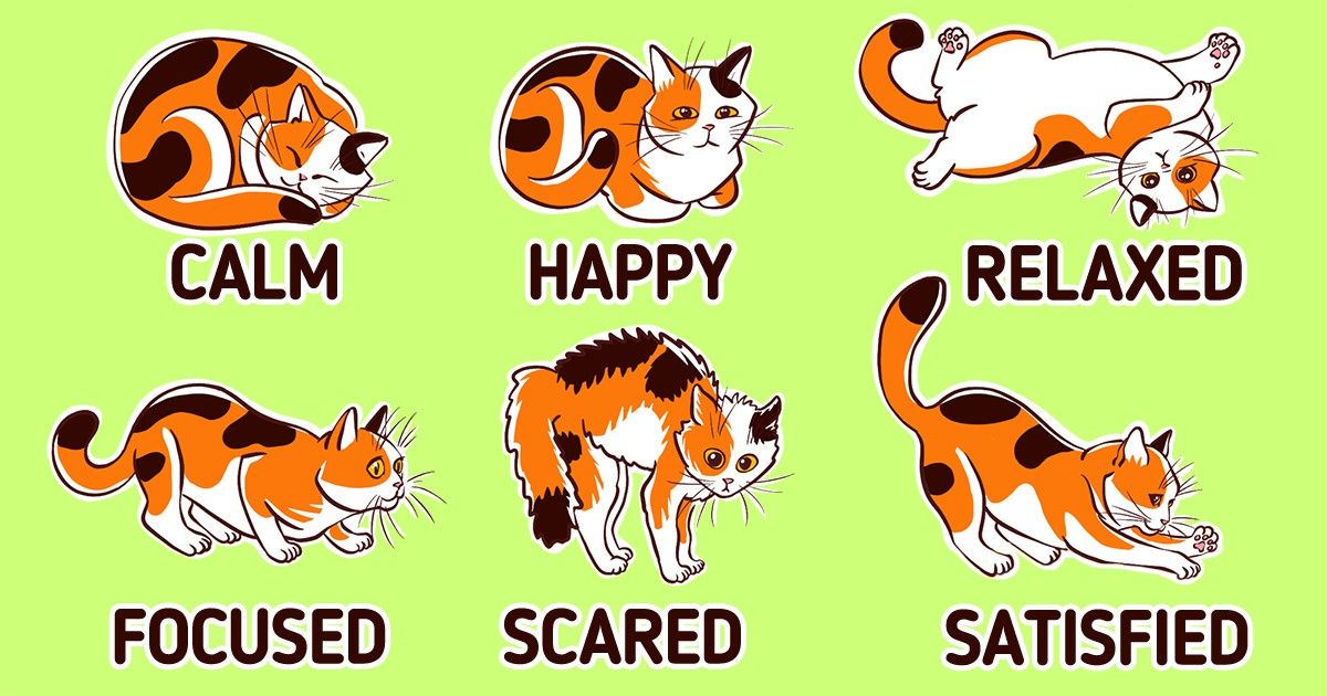 How to Understand Your Cat’s Body Language