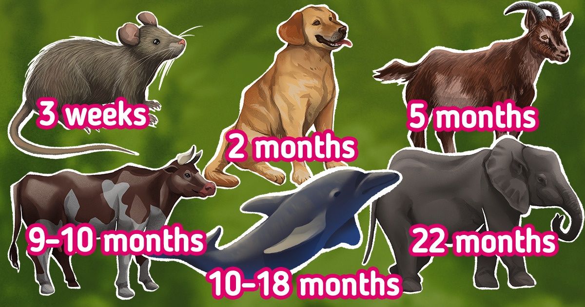 How Long The Pregnancy Of Different Animals Lasts 5 Minute Crafts