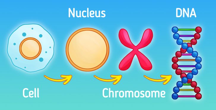 How to Explain Genetics to Children / 5-Minute Crafts