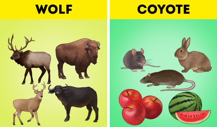 What’s the Difference Between a Wolf and a Coyote? / 5-Minute Crafts