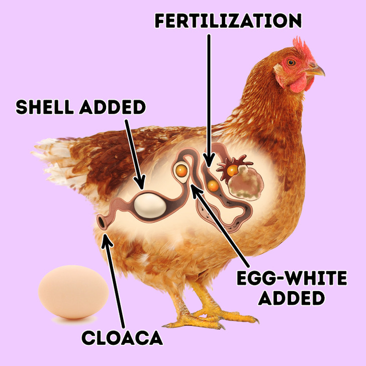 8 Facts About Animal Reproduction That It's Time We Find Out