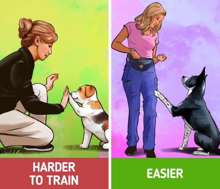 are adult dogs harder to train