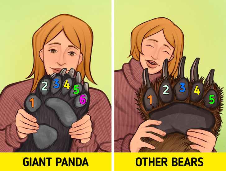 What the Differences Between the Giant Panda and Other Bears Are / 5-Minute  Crafts