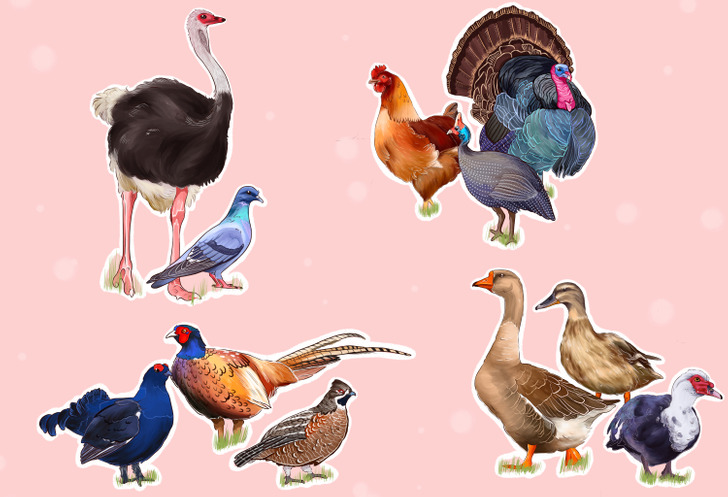 make a powerpoint presentation of classifications of poultry and the products they produce