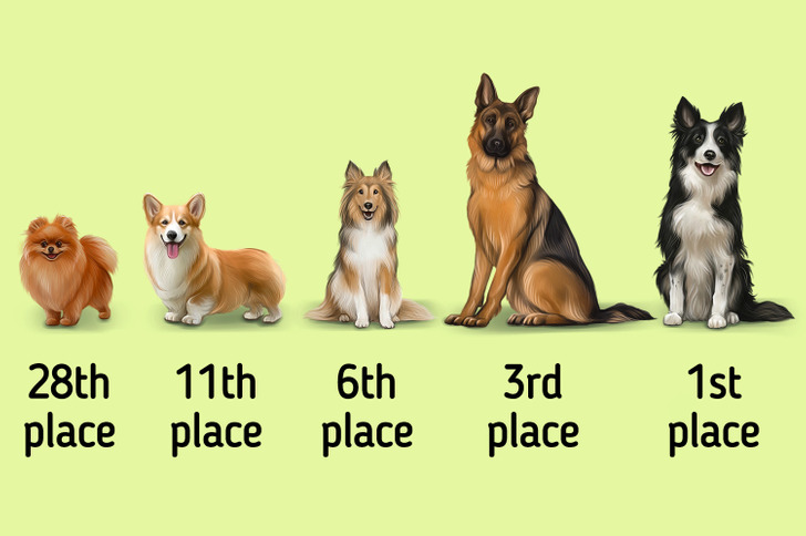 Top 5 Smartest Dog Breeds