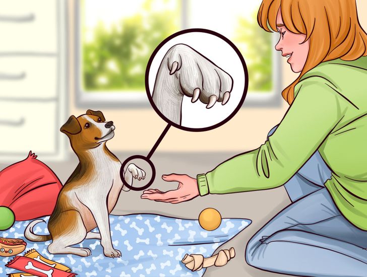 How to Trim a Dog's Nails at Home