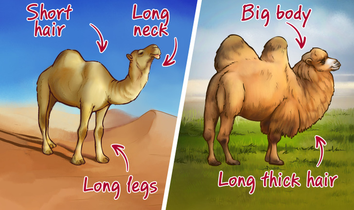 Why Some Camels Have 2 Humps and Others, Just One