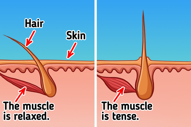 why-we-get-goosebumps-on-our-skin-5-minute-crafts