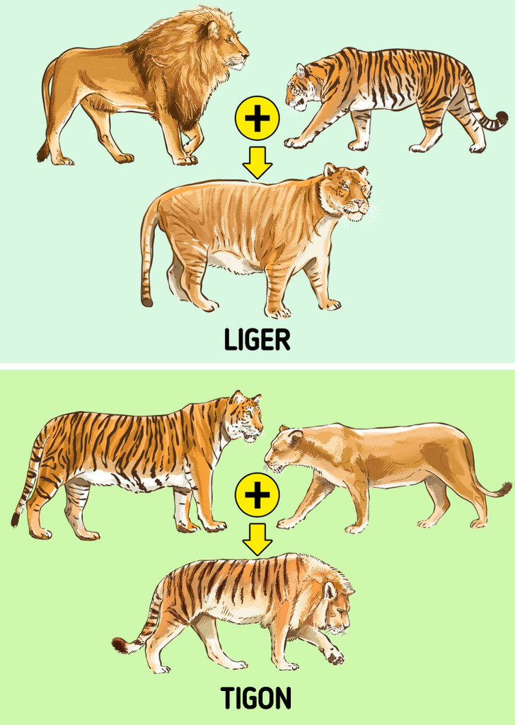 The Difference Between a Liger and a Tigon