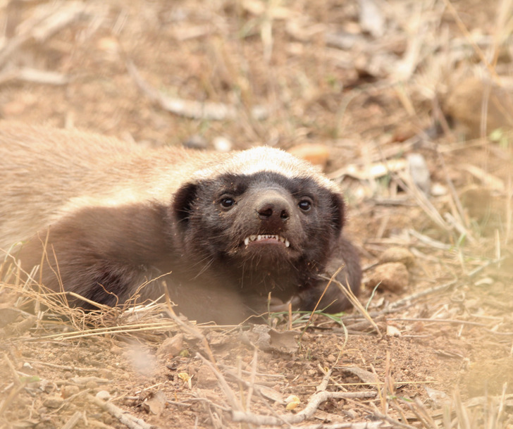 These 7 Facts May Convince You That the Honey Badger Is the Most Badass  Animal on