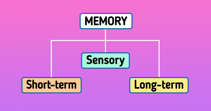 A Simple Definition Of Sensory Short Term And Long Term Memory Minute Crafts