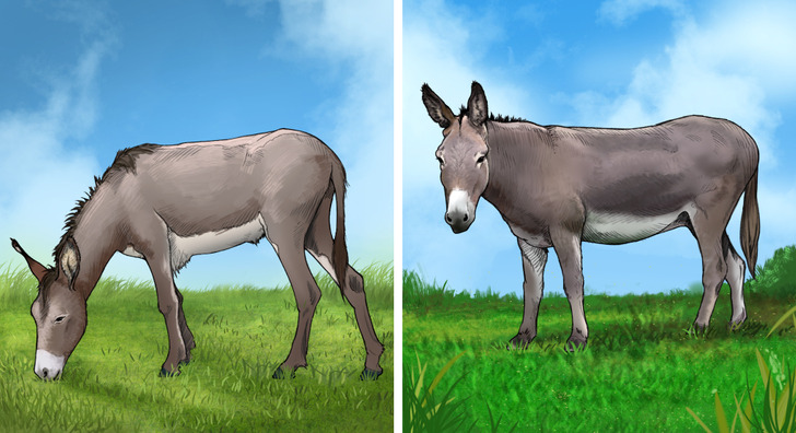 difference between mule and hinny