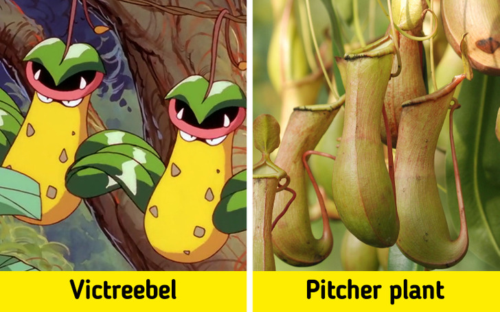 Pokemon in real life: Nepenthes-Victreebel