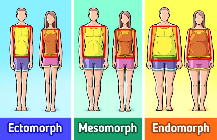 What the Difference Between Ectomorph, Mesomorph, and Endomorph Is