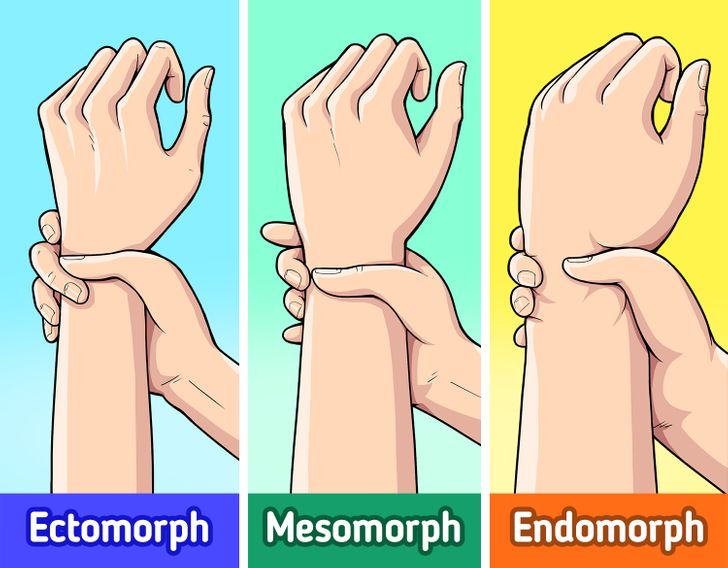 What the Difference Between Ectomorph, Mesomorph, and Endomorph Is