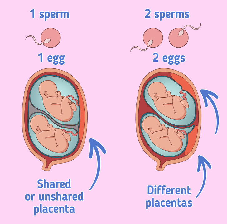 the-difference-between-identical-and-fraternal-twins-5-minute-crafts