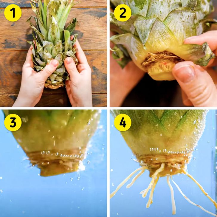 Growing Pineapples from the leafy Top - The Gardening Cook