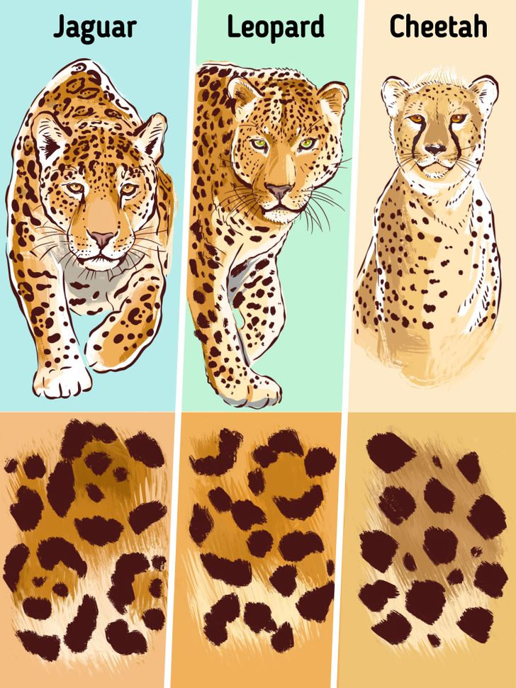 Learn about 115+ imagen jaguar and leopard spots - In.thptnganamst.edu.vn