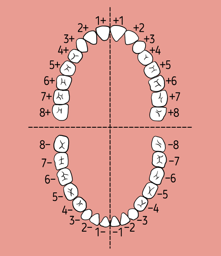 Teeth Numbers Canada: Numbers Within Quadrants