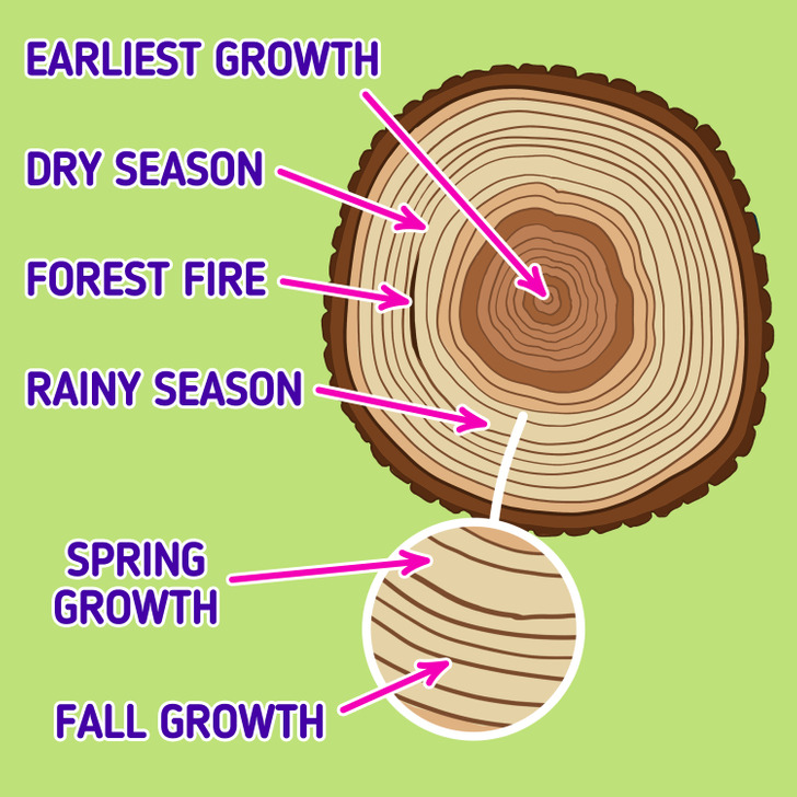 How to Read Tree Growth Rings / 5-Minute Crafts