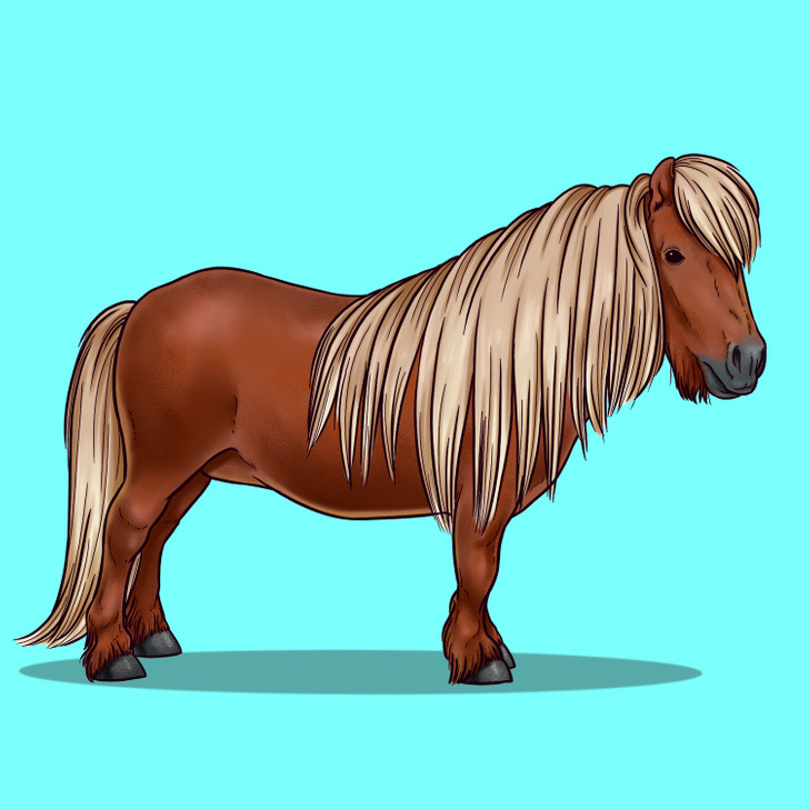 A Guide on Different Horse Breeds